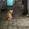 1750050435559-kucing-liar-di-permukiman-warga-kota-bandung-1745306388088_169
