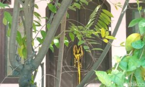 1757395984806-lokasi-penemuan-lima-jenazah-yang-terkubur-di-sebuah-rumah-kabupaten-indramayu-1756968425043_169