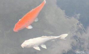 1758734738738-suasana-objek-wisata-balong-ikan-dewa-cigugur-kuningan-1754045874975_169