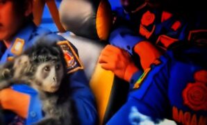 1759339525060-lutung-gunung-jayanti-1759303940914_169