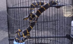 1759512466215-ular-cincin-emas-1759394641205_169