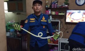 1759577266143-proses-penangkapan-ular-karos-yang-masuk-rumah-warga-1759569764917_169