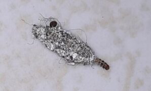 1759598816650-kamitetep_169