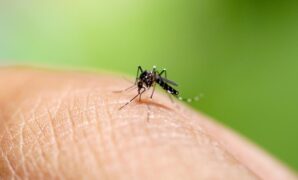 1759619763125-ilustrasi-daur-hidup-nyamuk-2_169