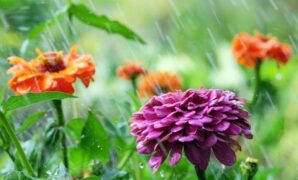 1759619779500-ilustrasi-tanaman-bunga-saat-hujan-1756187551342_169