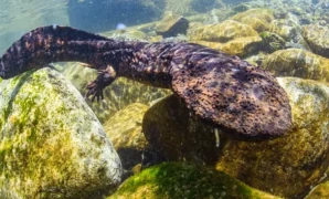 1759642325209-salamander-raksasa-1759124159135_169