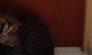 1759728358399-macan-tutul-di-hotel-bandung-1759717697055_169