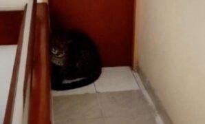 1759728396500-macan-tutul-masuk-ke-hotel-di-bandung-1759715841505_169