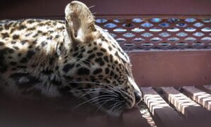 1759750061557-momen-evakuasi-macan-tutul-yang-nyasar-ke-hotel-bandung-1759731057112_169