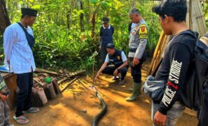 1759750109870-polisi-saat-melakukan-olah-tkp-kematian-petani-sukabumi-gegara-king-cobra-1759739952378_169