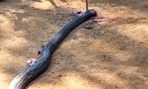 1759750141955-ular-yang-duel-dengan-petani-sukabumi-1759738130626_169