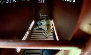 1759750158378-macan-tutul-masuk-ke-hotel-dievakuasi-1759727570564_169