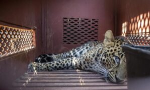 1759772139236-momen-evakuasi-macan-tutul-yang-nyasar-ke-hotel-bandung-1759731057173_169