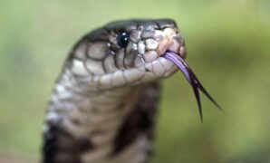 1759792577022-ular-king-cobra-1_169