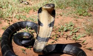 1759944152486-ular-king-cobra-1759919049199_169