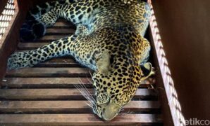 1760181912285-macan-tutul-yang-nyasar-ke-hotel-1759728131570_169