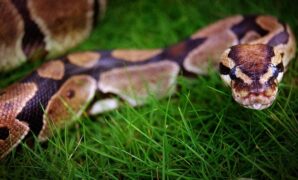 1760268291797-ilustrasi-ular-piton_169