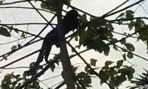 1761111121738-macan-kumbang-turun-ke-permukiman-warga-di-sumedang-1761028555466_169