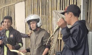 1761218996783-ular-sanca-saat-dievakuasi-petugas-damkar-1761196365519_169