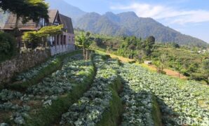 1761240237795-salah-satu-lahan-kebun-di-kuningan-yang-dikelola-bumdes-1761220229147_169