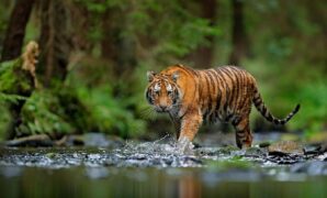 1761284108394-ilustrasi-hewan-karnivora_169