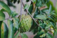 1761369736808-daun-sirsak_169