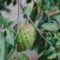 1761369736808-daun-sirsak_169