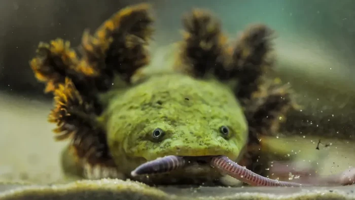 1761412939981-salamander-langka-1761203843753_169