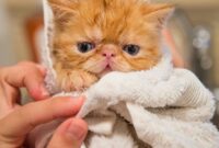 1761413090790-ilustrasi-kucing_169