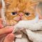 1761413090790-ilustrasi-kucing_169