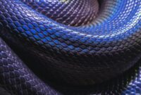 1761542735029-ular_169