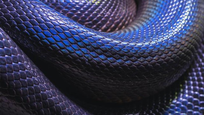 1761542735029-ular_169