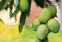 1761586042283-ilustrasi-pohon-mangga_169
