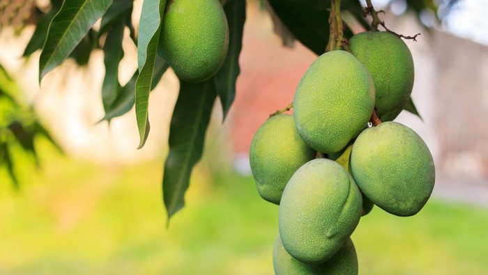 1761586042283-ilustrasi-pohon-mangga_169