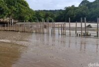 1761715783286-kondisi-pagar-laut-cagar-alam-pangandaran-dan-rusa-yang-berada-diluar-kawasan-twa-1761638000350_169