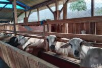 1761737280745-kampung-domba-di-desa-wisata-cibuntu-kabupaten-kuningan-1761723580637_169