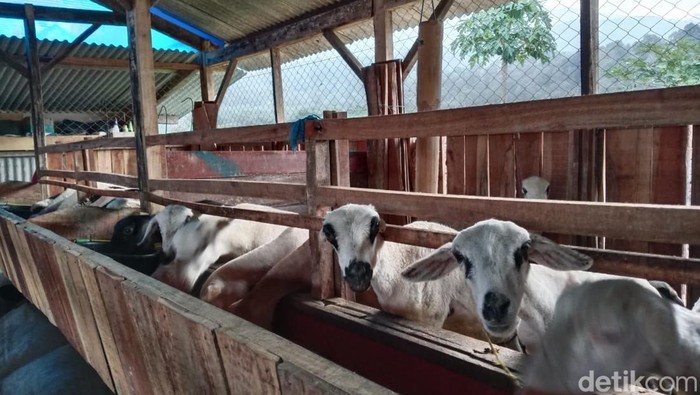 1761737280745-kampung-domba-di-desa-wisata-cibuntu-kabupaten-kuningan-1761723580637_169