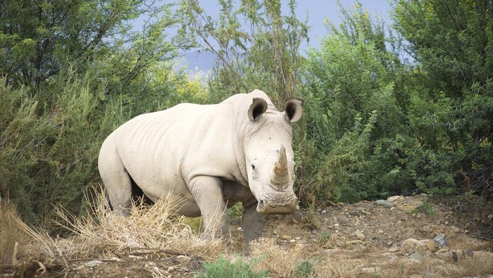 1761801956294-badak-putih_169