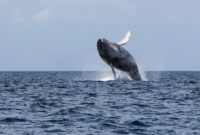 1761801972401-migrasi-spektakuler-paus-bungkuk-tiba-di-panama-1753771252811_169