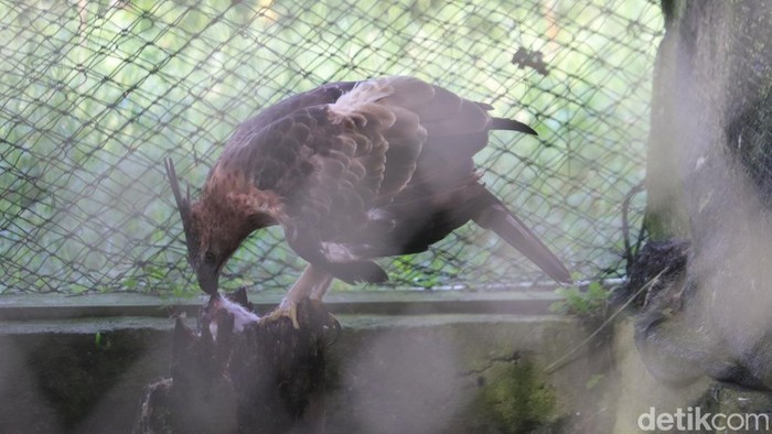 1761823879242-si-timu-elang-jawa-penghuni-kandang-edukasi-di-pusat-konservasi-elang-kamojang-pkek_169