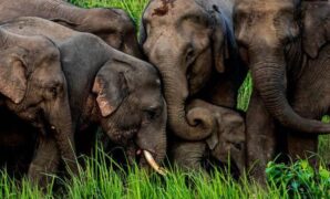 1761824004118-elephant-family-in-khao-yai-national-park-thailand_169