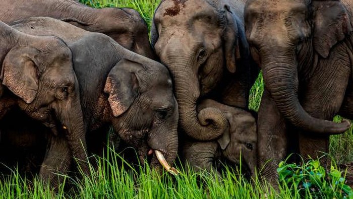 1761824004118-elephant-family-in-khao-yai-national-park-thailand_169