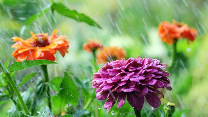 1761866257363-ilustrasi-tanaman-bunga-saat-hujan-1756187551342_169