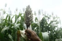 1761910307701-sorgum-yang-ditanam-di-ujungberung-kota-bandung-1761892673393_169