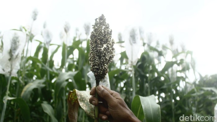 1761910307701-sorgum-yang-ditanam-di-ujungberung-kota-bandung-1761892673393_169