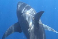 1761996176607-hiu-putih-besar_169