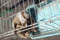 1761996192790-kukang-liar-yang-diamankan-warga-kota-tasikmalaya-1761975355793_169