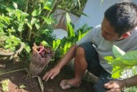 1761996246752-bunga-bangkai-atau-bunga-suweg-mulai-bermunculan-di-kebun-dan-pekarangan-rumah-warga-di-ciamis-1761971749142_169