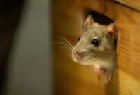 1762017754254-ilustrasi-tikus_169