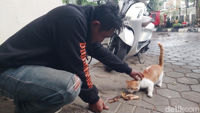 1762082603390-ilustrasi-kucing-liar-di-cimahi-1762070721386_169